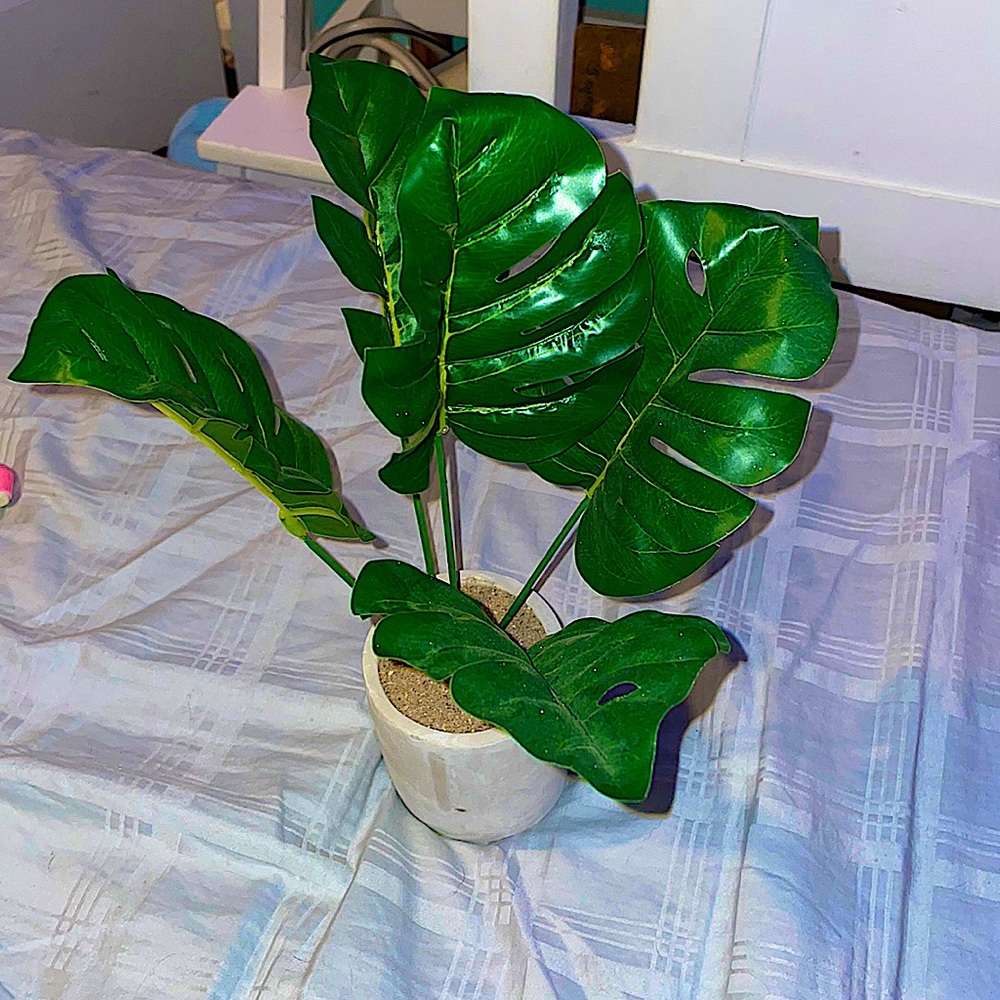 Fake plant!!